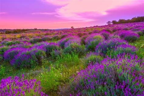 Download Flower Purple Sunset Field Nature Lavender 4k Ultra Hd Wallpaper