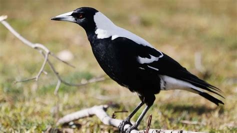 Its Magpie Season So Heres How To Avoid Being Swooped This Spring