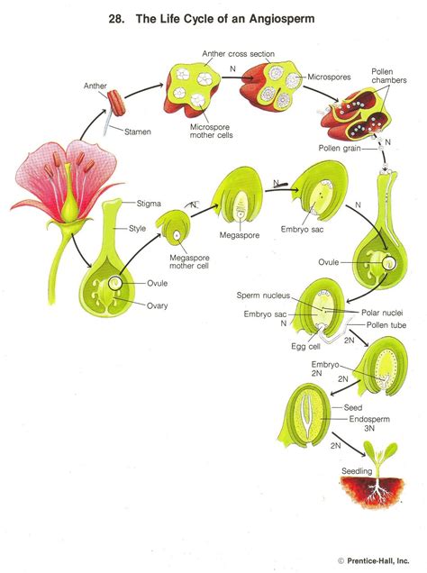Angiosperm Life Cycle Biology Plants Life Cycles Botany