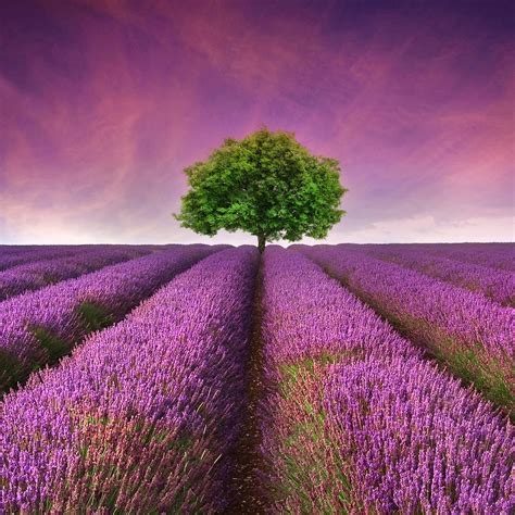 Flower Tree Lavender Nature Scenery Landscape Horizon 4k