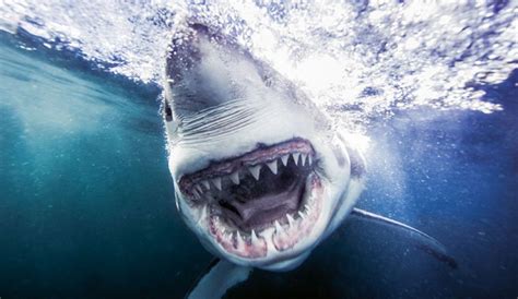 The Worlds 10 Deadliest Shark Attack Beaches The Inertia