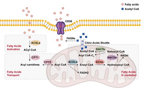 Targeting The Key Enzymes Of Abnormal Fatty Acid β Oxidation As A