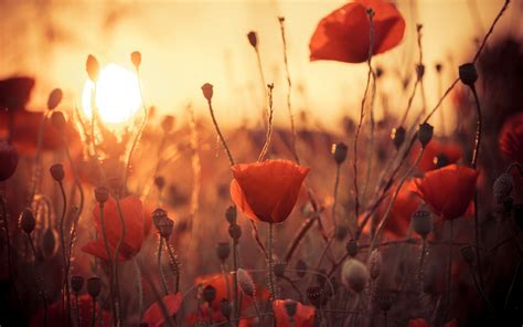 Flowers Poppies Sun Sunset Sunrise Bokeh Wallpaper 1920x1200 82780