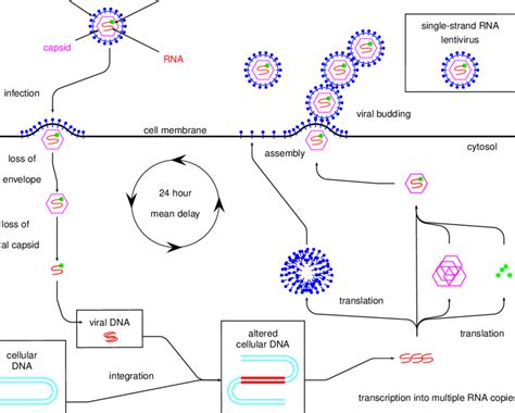 21 Hiv Infection Pathway Download Scientific Diagram