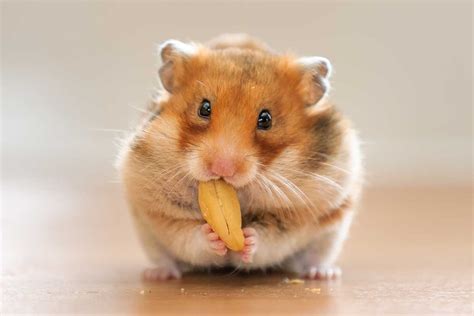 14 Foods That Are Dangerous To Hamsters