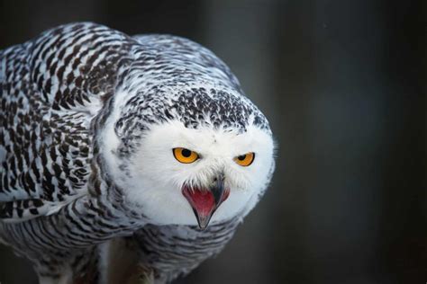 Owls In New York 12 Species Youve Just Got To See