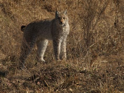 Wildlife Thriving In Chernobyl Exclusion Zone Lynx Boar Deer And
