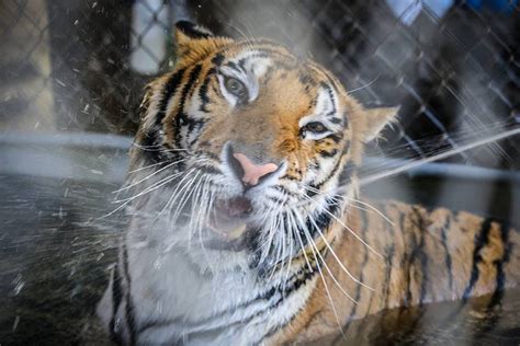 Sick Tiger Cub Rescued From Circus Makes Incredible Recovery