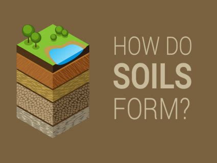 (2002) proposed that the influence of humans on soil formation is more profound and extensive than originally believed. 5 Soil Formation Factors: How Rocks Weather into Dirt ...