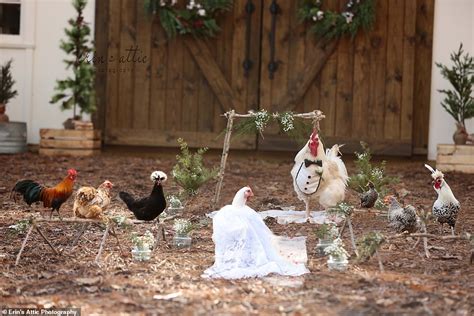 Brilliant Photographs Show Two Chickens Getting Married Daily Mail Online