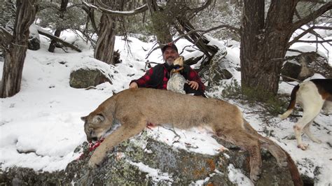 Mountain Lion Success For Our New York Friend Marco