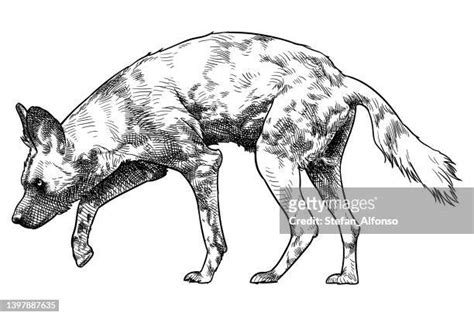 African Wild Dog High Res Illustrations Getty Images
