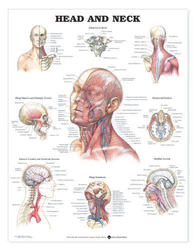 Head And Neck Anatomical Chart Buy Online In United Arab Emirates At