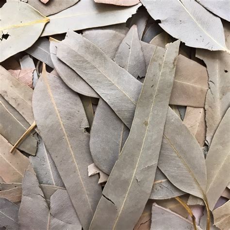 Dried Eucalyptus Leaves - Ethically Sourced