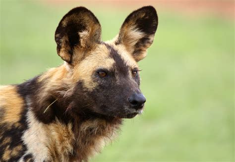 African Painted Dog Puppies Photo African Wild Dog Puppy Travel