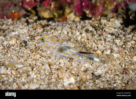 Blotched Goby Coryphopterus Inframaculatus With Erect Fin With