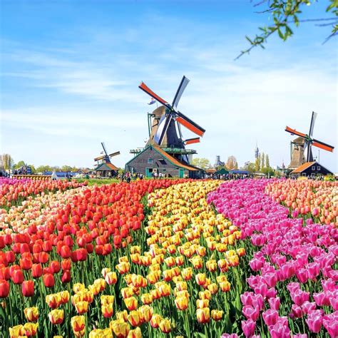 Netherlands The Land Of Tulips Article On Thursd