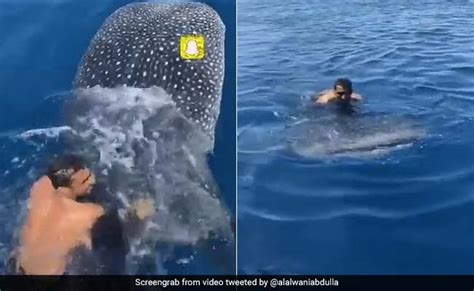 Shocking Footage Shows Man Jumping On Whale Riding Along By Holding Fin