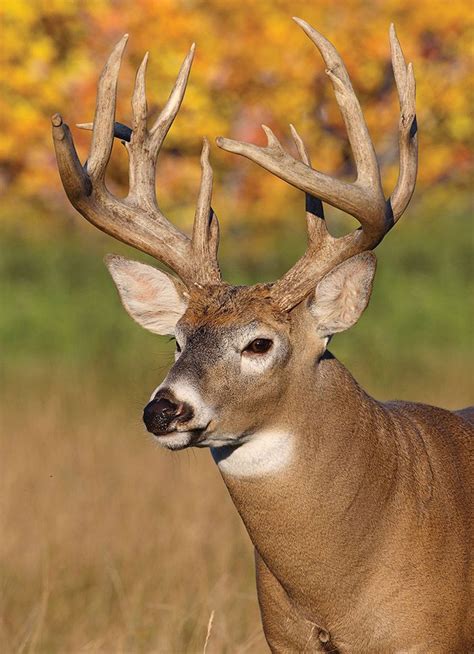 Whitetail Deer Deer Food Plots Whitetail Bucks Big Deer