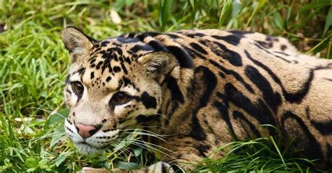 International Clouded Leopard Day Significance Interesting Facts