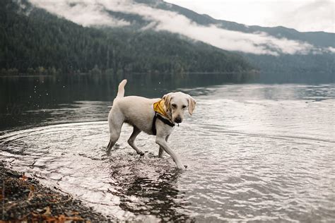 White Dog Walking In A Lake By Stocksy Contributor Kristine Weilert
