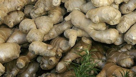 Ginger Root Health Benefits And Side Effects Ginger Root Medicinal