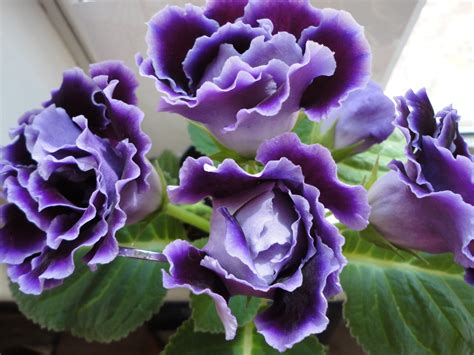 The Gloxinia Is Blooming Again