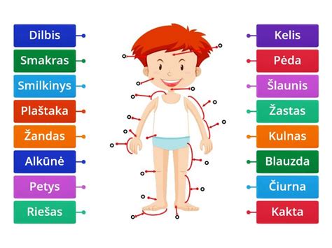 Žmogaus Kūno Dalys Labelled Diagram