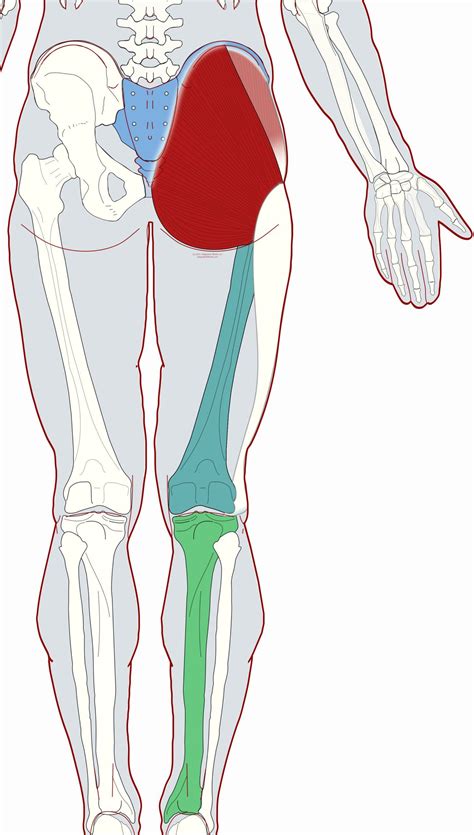 Gluteal Cleft Anatomy 93