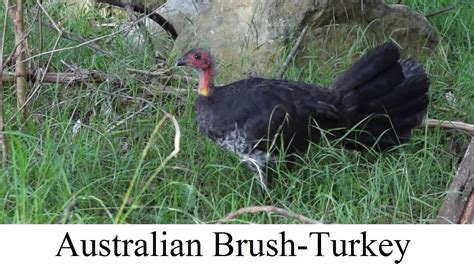 Australian Brush Turkey Australian Bushturkey Brushturkey Bird