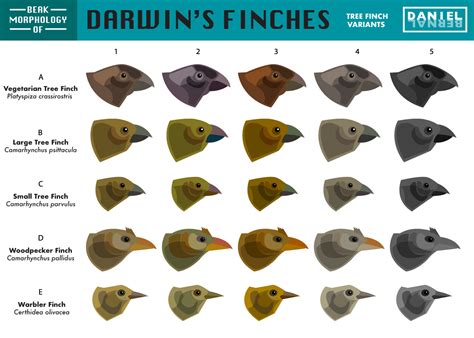 Daniel Bernal Beak Morphology Of Darwins Finches