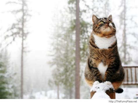 Funny Winter Animal Wallpapers Top Free Funny Winter Animal