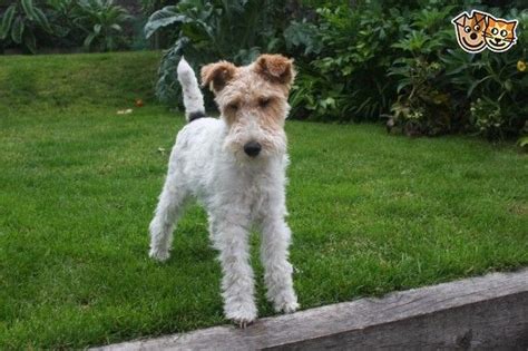 20 Wire Haired Fox Terrier Grooming Tips Hairstylecamp