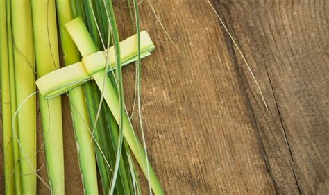 Palm Sunday 2019 What Is Palm Sunday Why Is It Celebrated How Is It