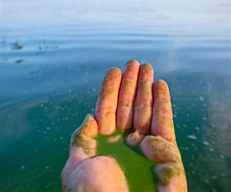 What Is Blue Green Algae And Why Does It Matter