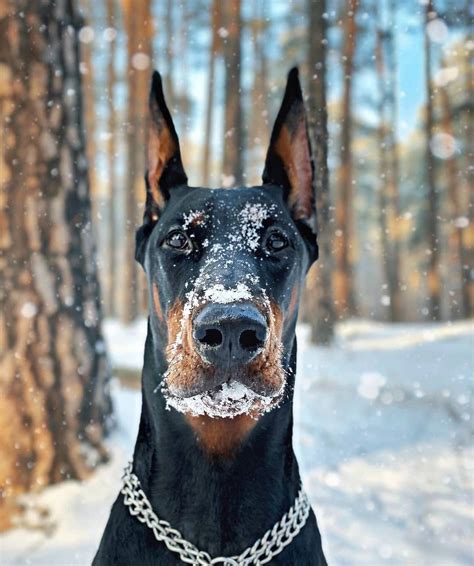 15 Amazing Doberman Pinscher Facts You May Not Have Known Page 4 Of 5
