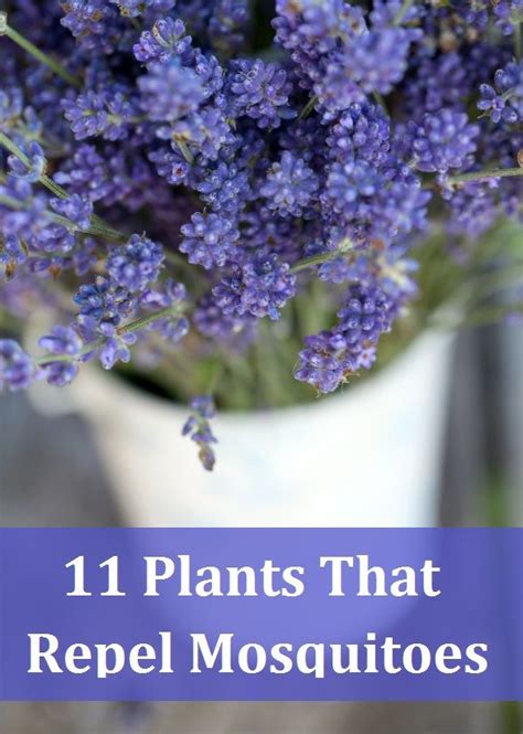 1000+ images about Flowers for Florida Garden on Pinterest | Gardens ...