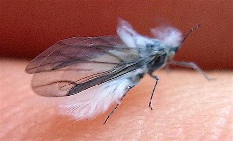 Mealybugs are related to other kinds of scale bugs. tiny fuzzy fly - BugGuide.Net