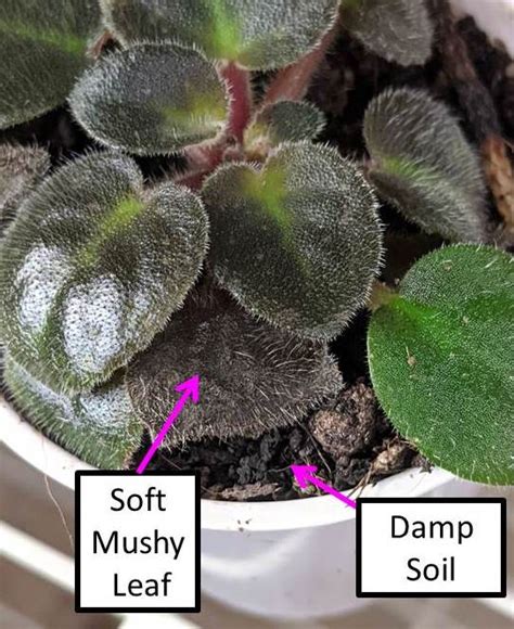 African violet leaf cutting propagation has a high success rate so those chances aren't exactly low. Why Are My African Violet Leaves Soft, Limp or Mushy ...