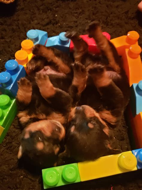 Click the button below to reserve your puppy and pay the deposit. Rottweiler Puppies For Sale | Iron Mountain, MI #289271