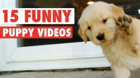 15 Funny Puppy Pet Video Compilation 2016 レ Gongquiz Blog