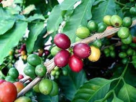 Coffee Bean Planting Seeds Dwarf Coffee Plant Seeds Etsy