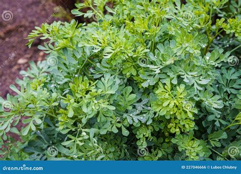 Common Rue Or Herb Of Grace Ruta Graveolens Herbal Plant In The Garden