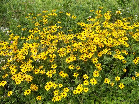 Yellow Wild Flowers Images Top Collection Of Different Types Of