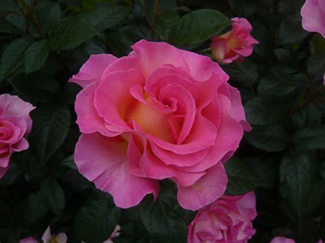 Rosenversand Pink Paradise Edelrose