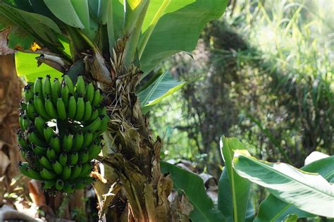 Cara Menanam Pohon Pisang Yang Benar Pisang Morfologi Musa Klasifikasi