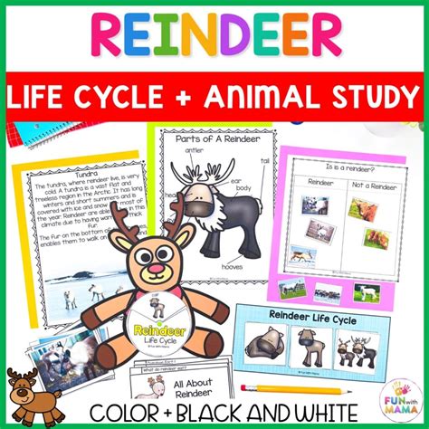 Caribou Animal Facts Reindeer Life Cycle Fun With Mama