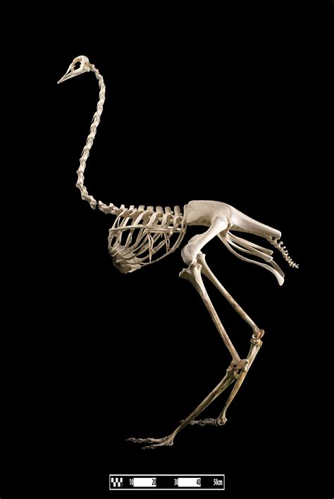 Picture Of The Day For September 28 2016 Animal Skeletons Bones