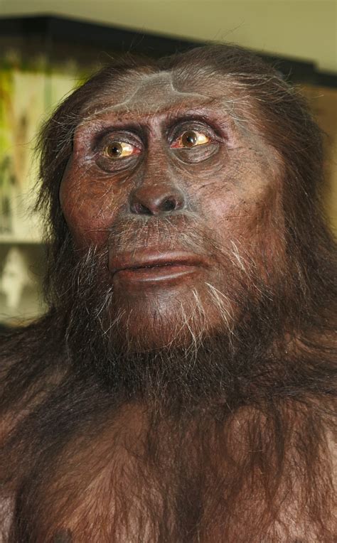 Lucy Australopithecus Afarensis