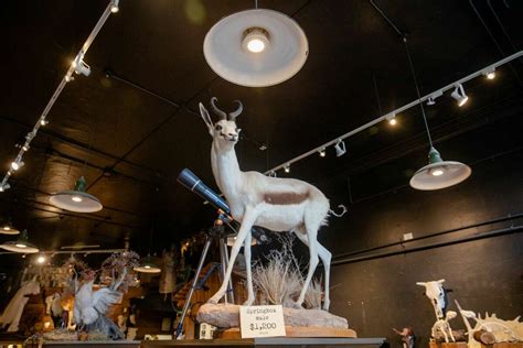 stuffed giraffes unicorns and other rare and strange goods at this sf shop